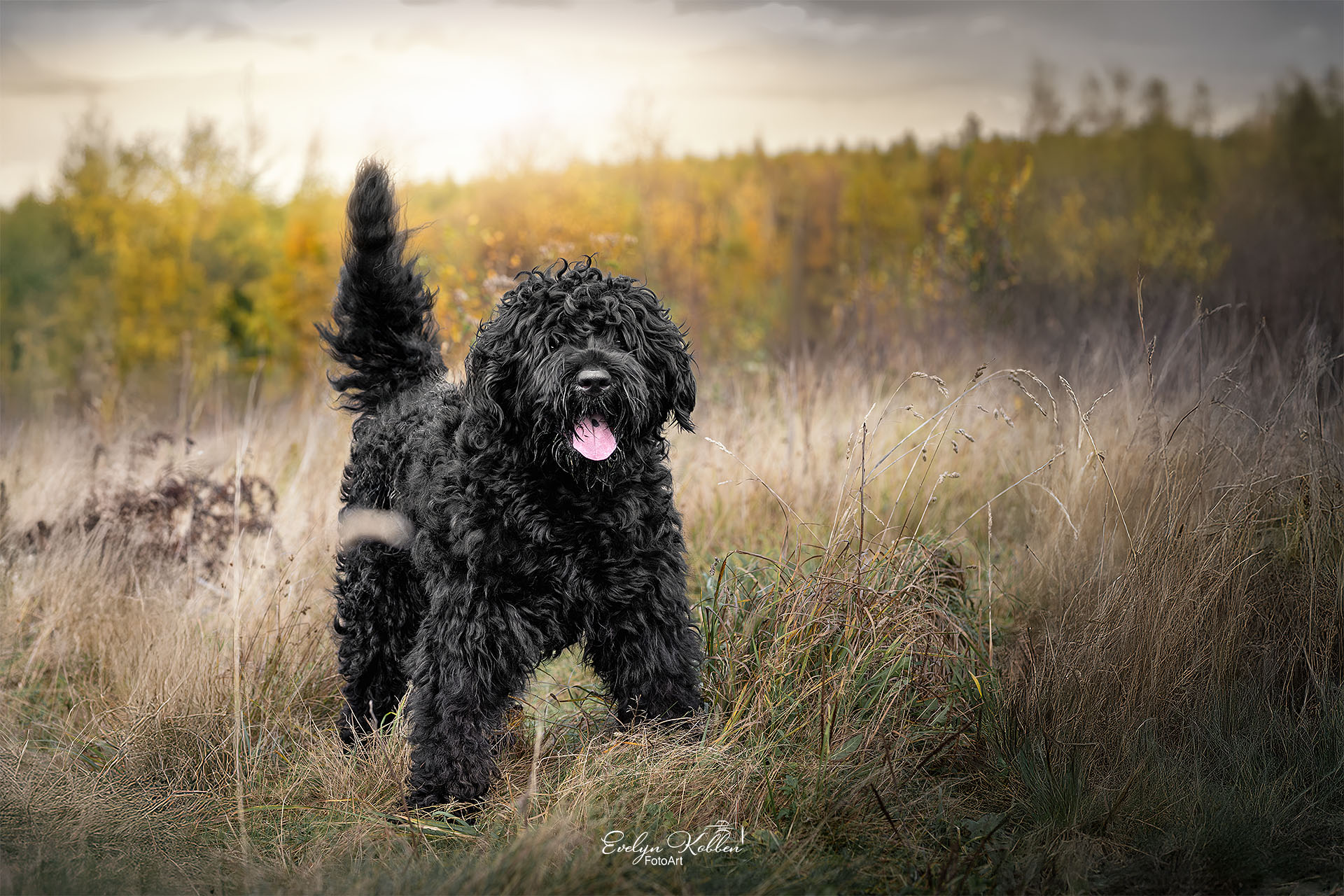 hundefotografie-hundefotos-tierfotograf-evelyn-kobben-fotoart-212 Ein Schwarzer Russischer Terrier steht für ein Hundeshooting in der Landschaft