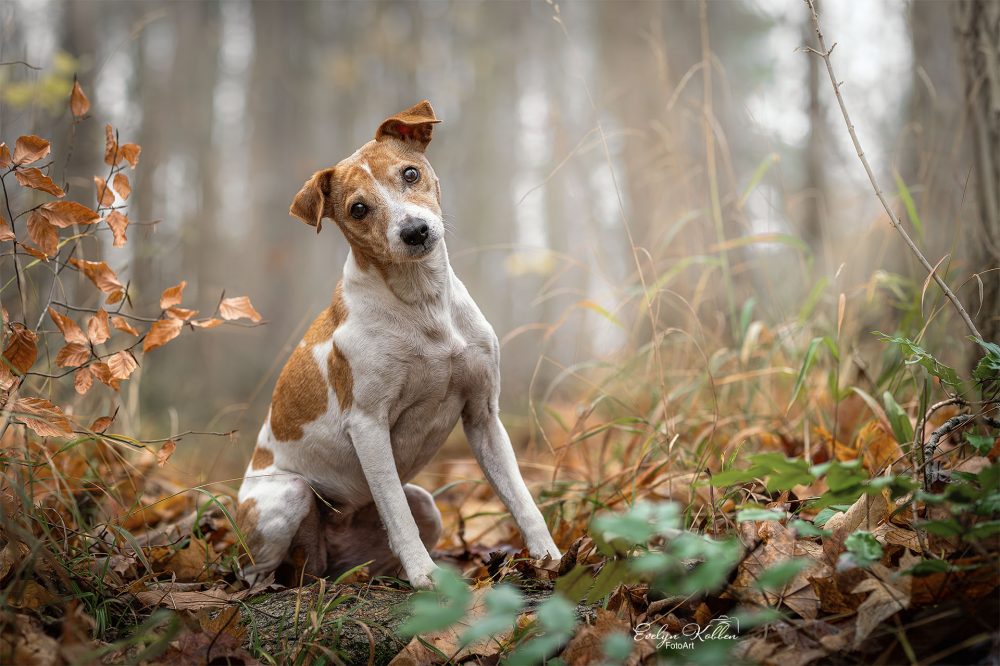hundefotografie-hundefotos-tierfotograf-evelyn-kobben-fotoart-224