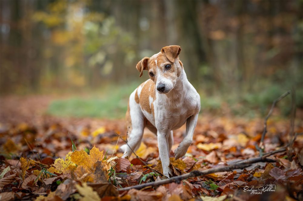 hundefotografie-hundefotos-tierfotograf-evelyn-kobben-fotoart-225
