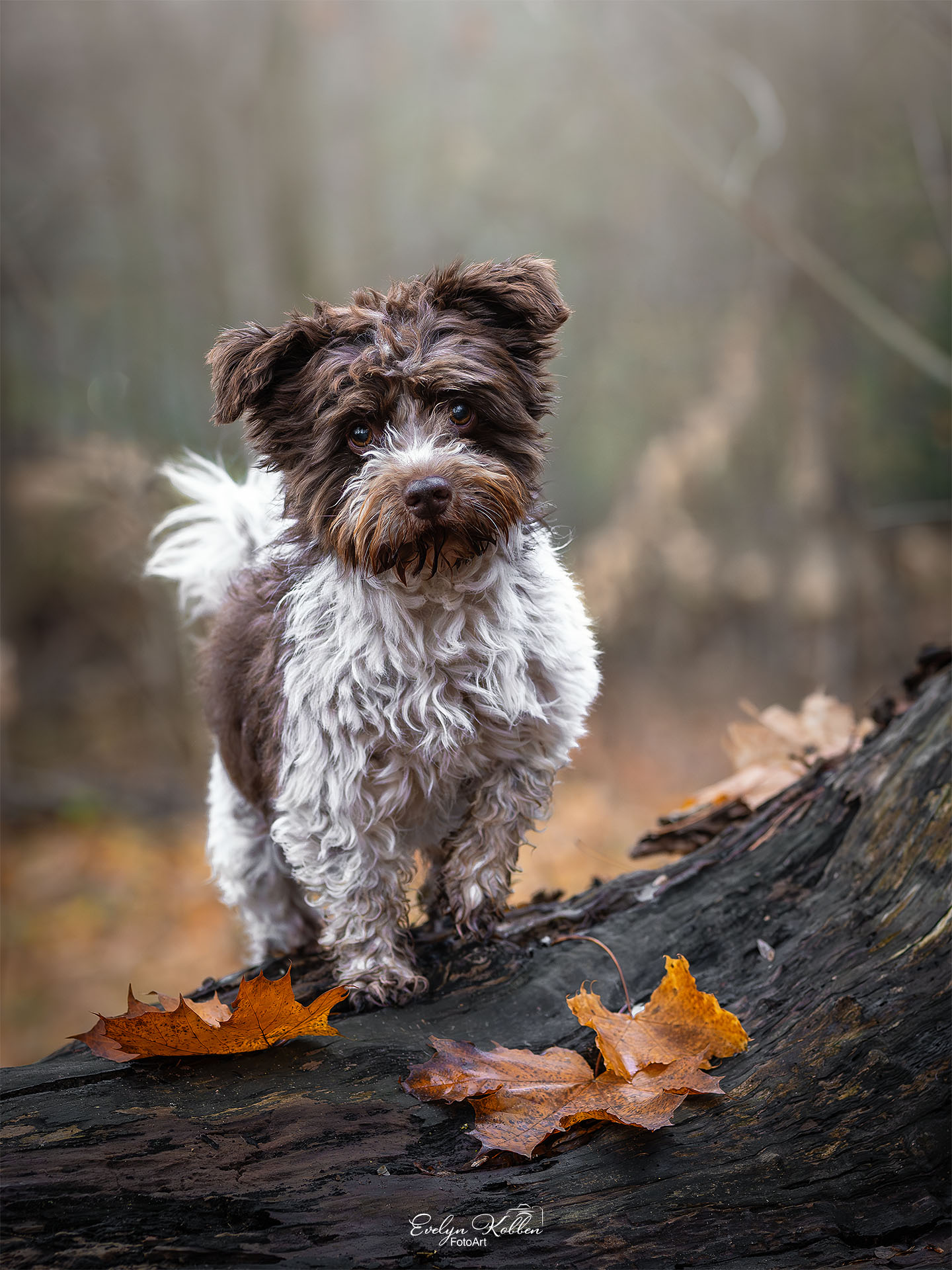 hundefotografie-hundefotos-tierfotograf-evelyn-kobben-fotoart-227 Ein Havaneser Hund steht auf einem Baumstamm und blickt in die Kamera
