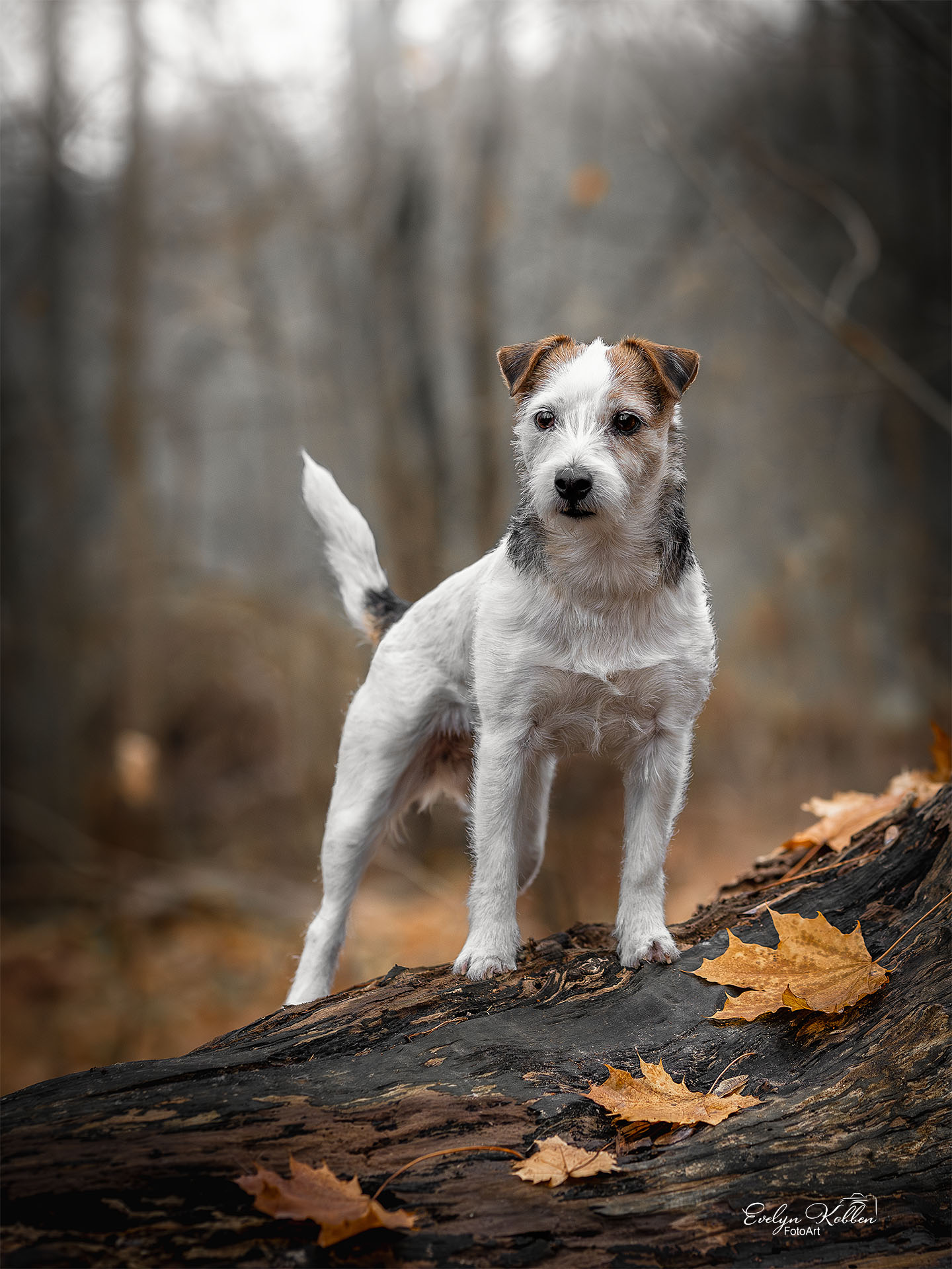 hundefotografie-hundefotos-tierfotograf-evelyn-kobben-fotoart-229 Ein Jack Russle steht auf einem Baumstamm mit Laub davor