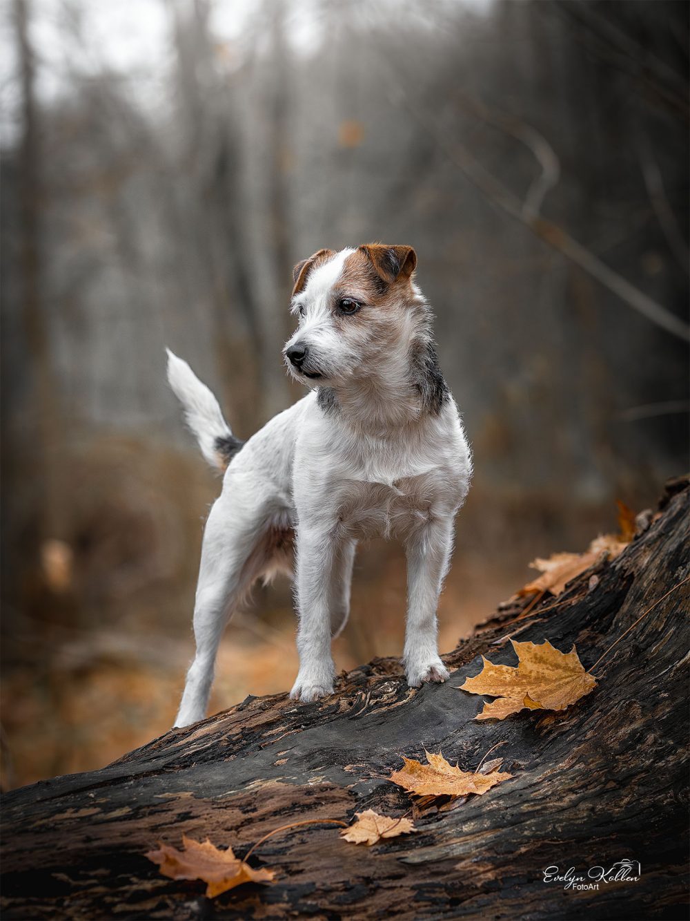 hundefotografie-hundefotos-tierfotograf-evelyn-kobben-fotoart-230