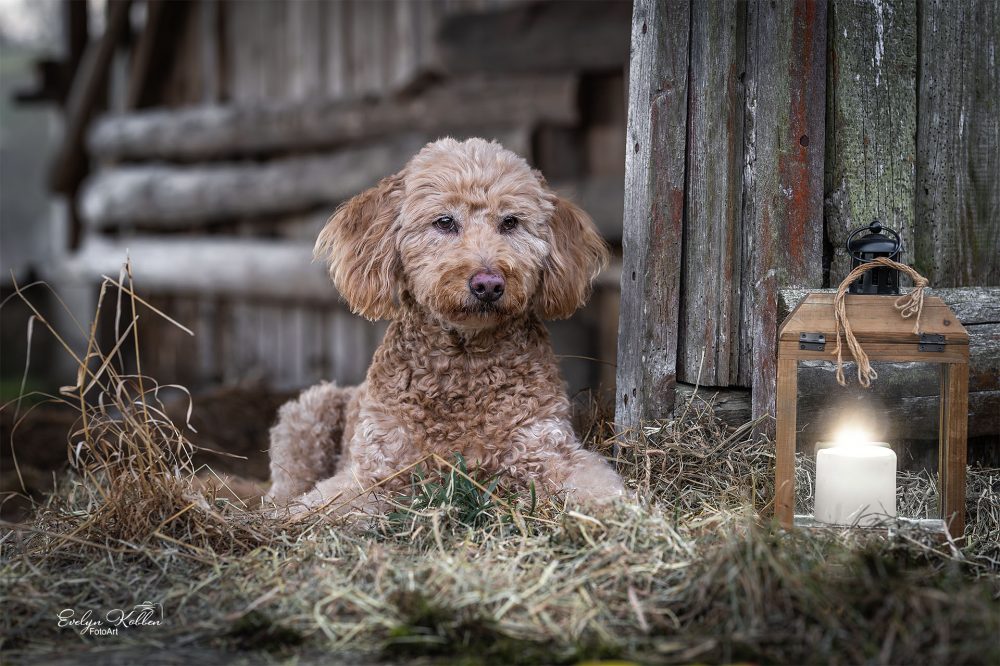hundefotografie-hundefotos-tierfotograf-evelyn-kobben-fotoart-231