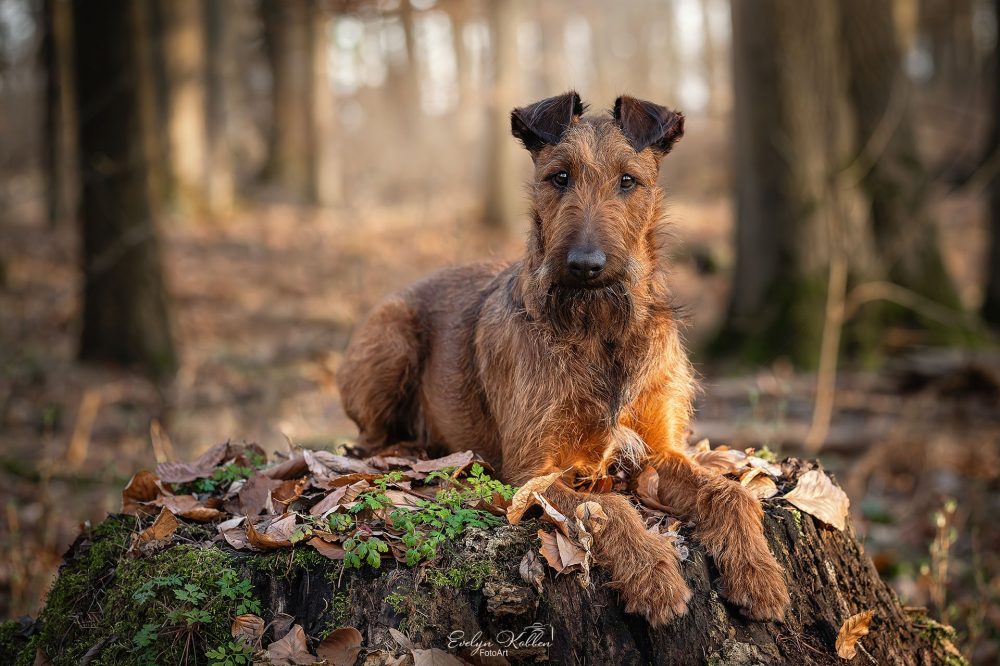 hundefotografie-hundefotos-tierfotograf-evelyn-kobben-fotoart-240
