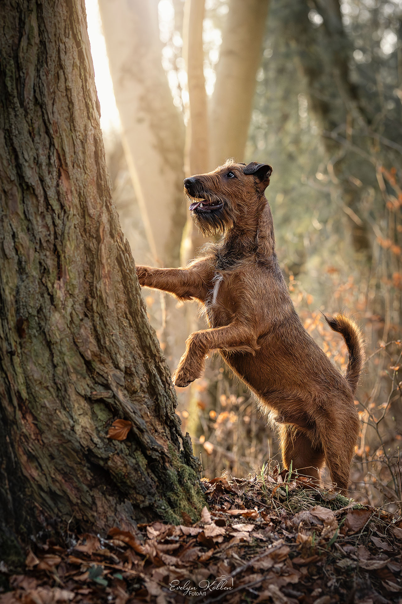 hundefotografie-hundefotos-tierfotograf-evelyn-kobben-fotoart-241