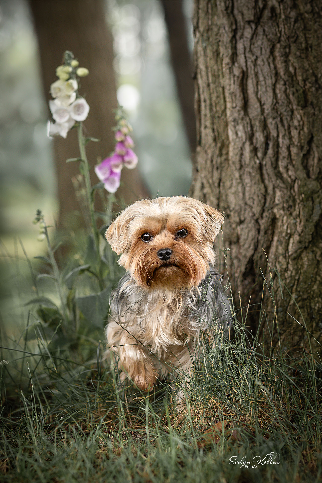 hundefotografie-hundefotos-tierfotograf-evelyn-kobben-fotoart-243