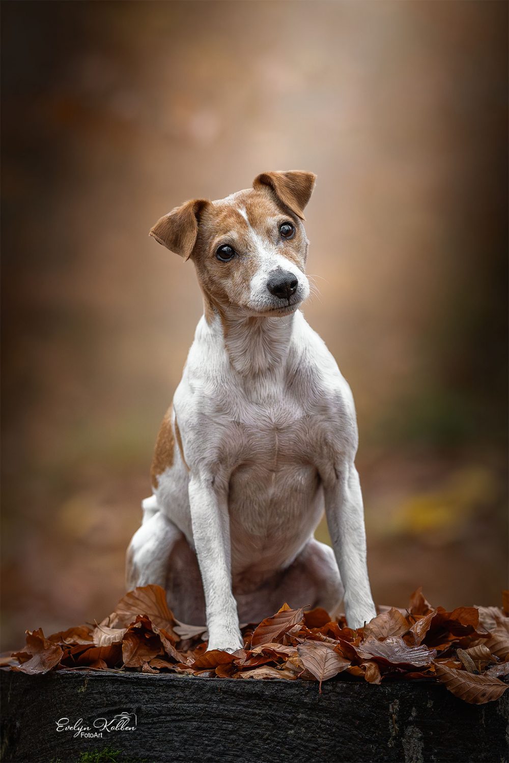 hundefotografie-hundefotos-tierfotograf-evelyn-kobben-fotoart-253