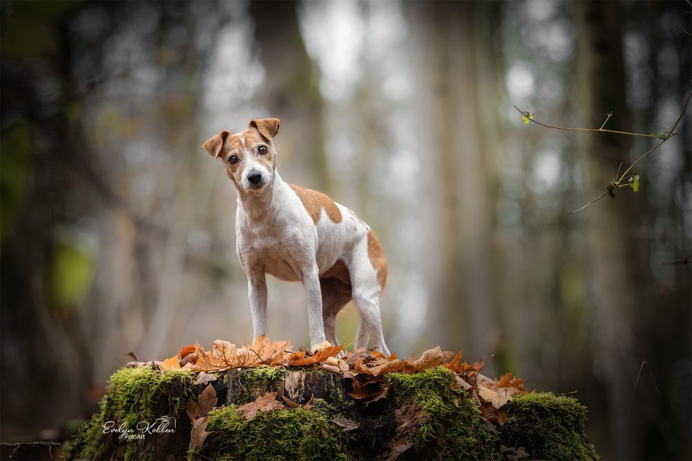hundefotografie-hundefotos-tierfotograf-evelyn-kobben-fotoart-256