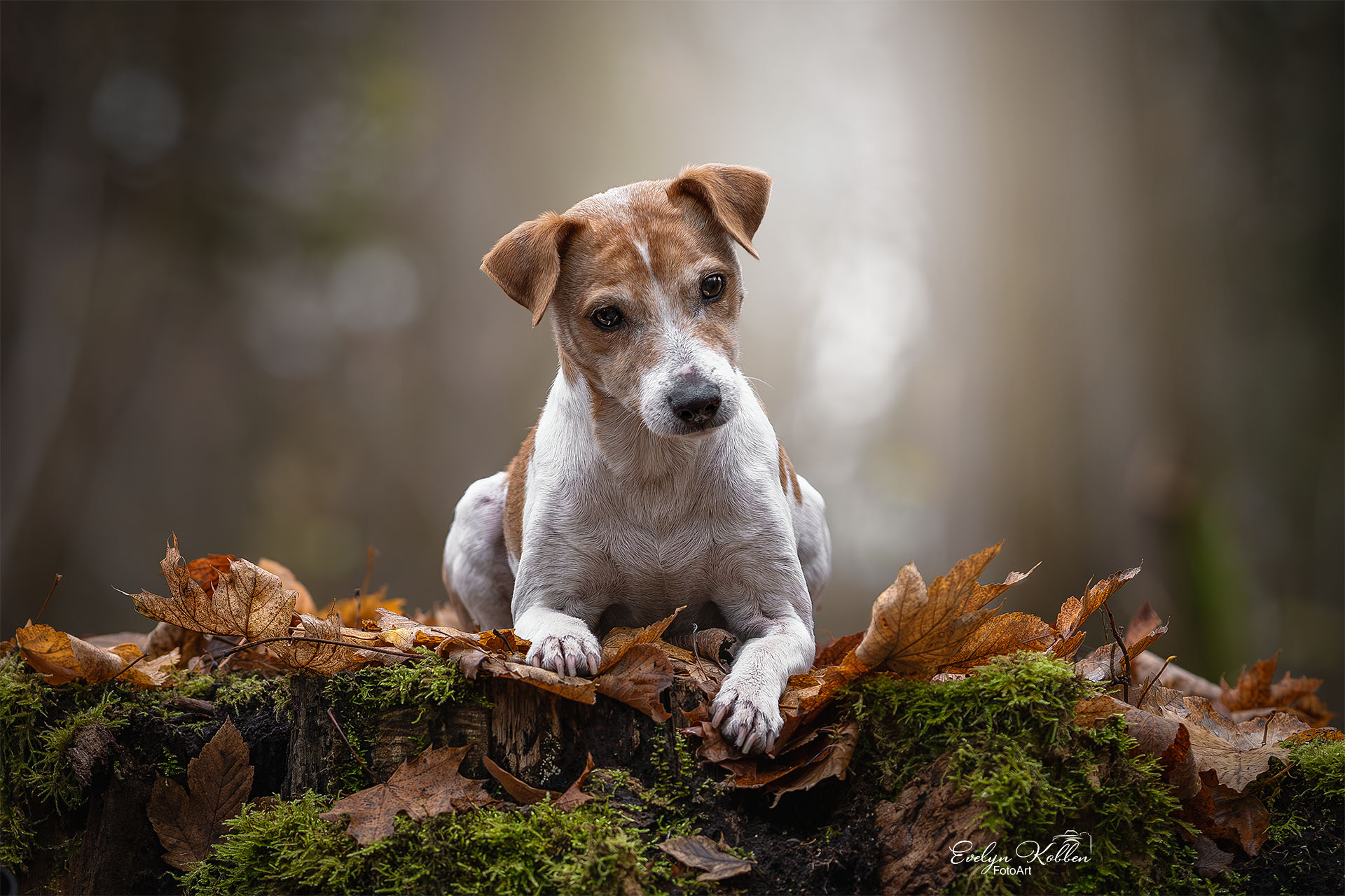 hundefotografie-hundefotos-tierfotograf-evelyn-kobben-fotoart-257