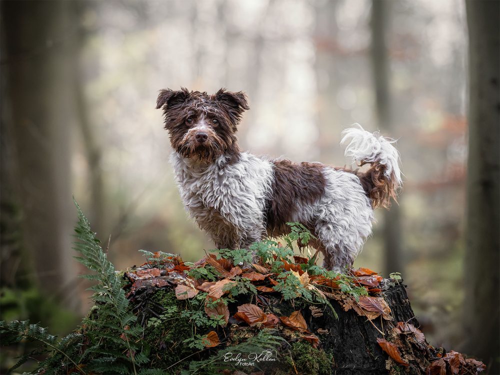 hundefotografie-hundefotos-tierfotograf-evelyn-kobben-fotoart-260