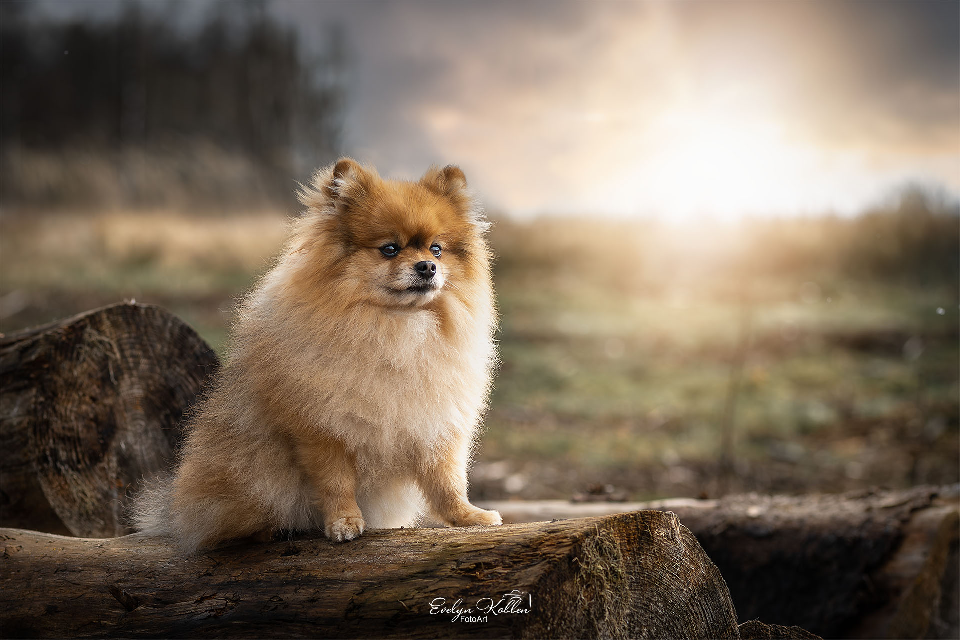 hundefotografie-hundefotos-tierfotograf-evelyn-kobben-fotoart-262