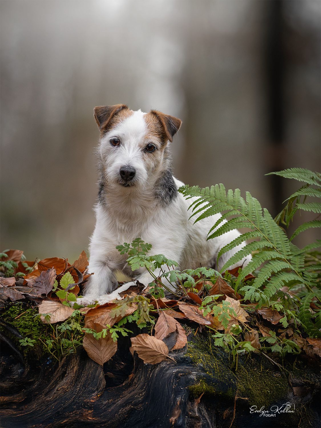 Wire-haired terrier mix sitting on a mossy log among autumn leaves and green ferns in a forest setting
