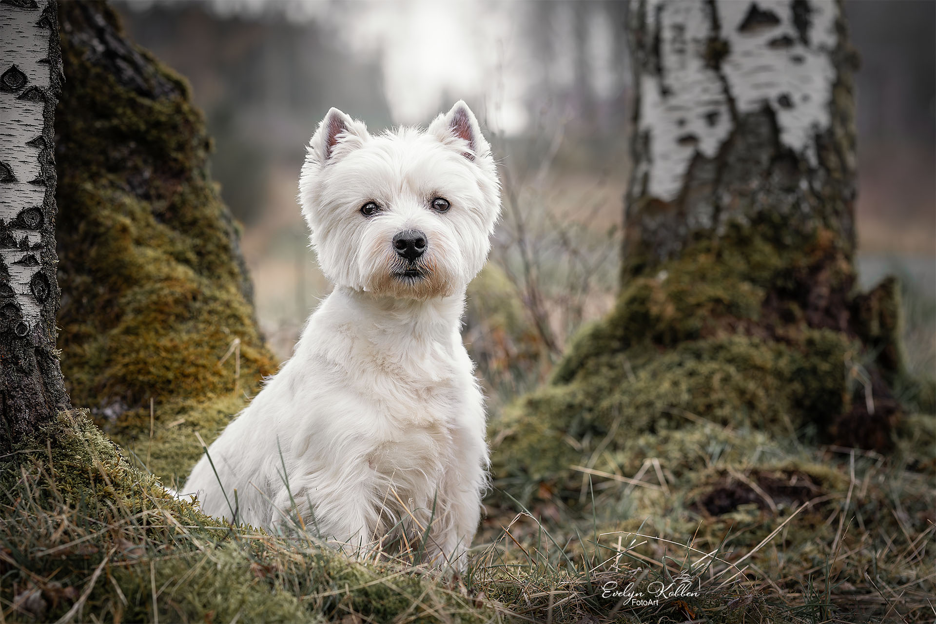 hundefotografie-hundefotos-tierfotograf-evelyn-kobben-fotoart-273