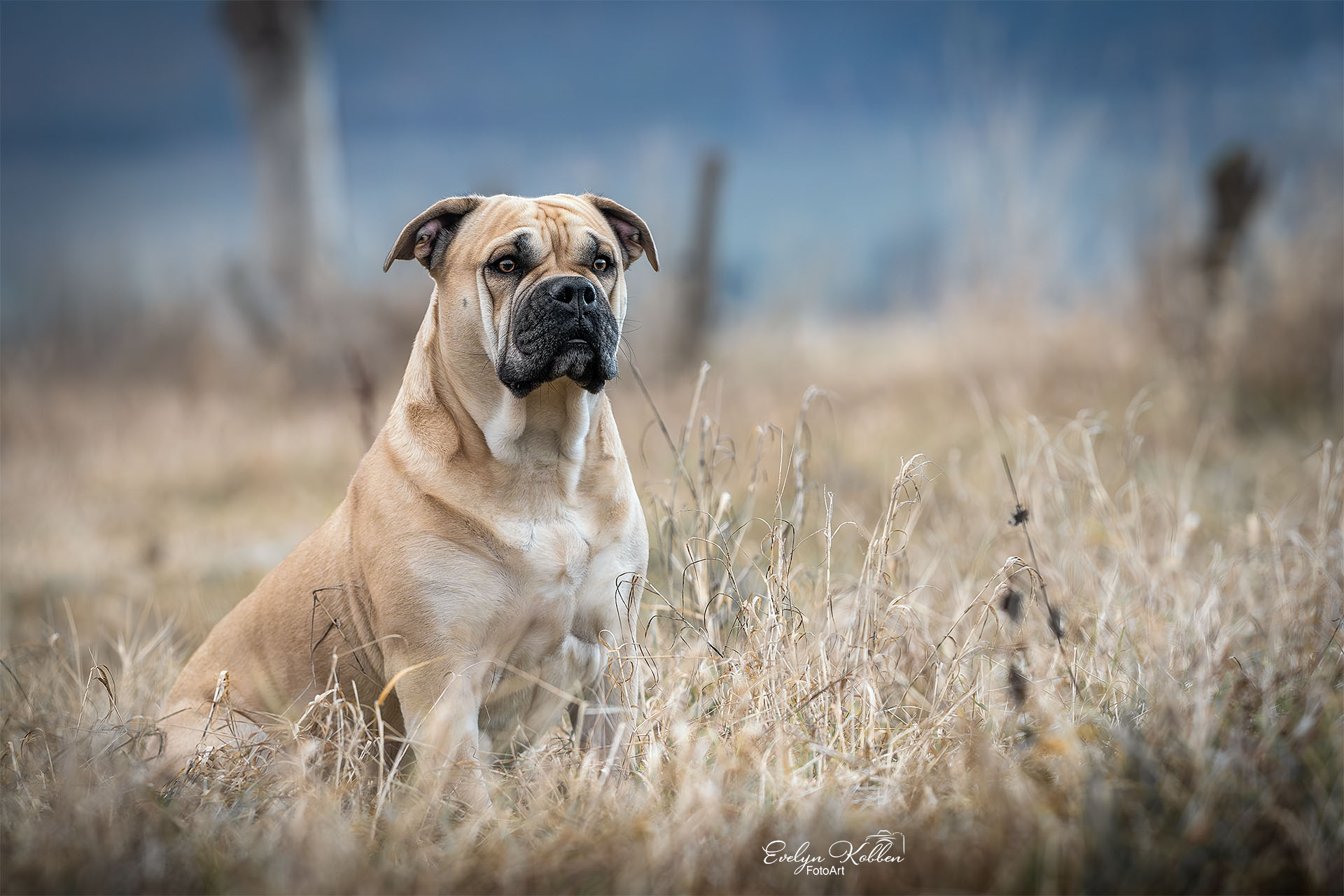 hundefotografie-hundefotos-tierfotograf-evelyn-kobben-fotoart-275