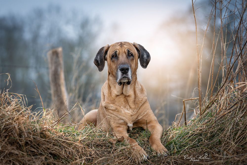 Broholmer Hund in Landschaft