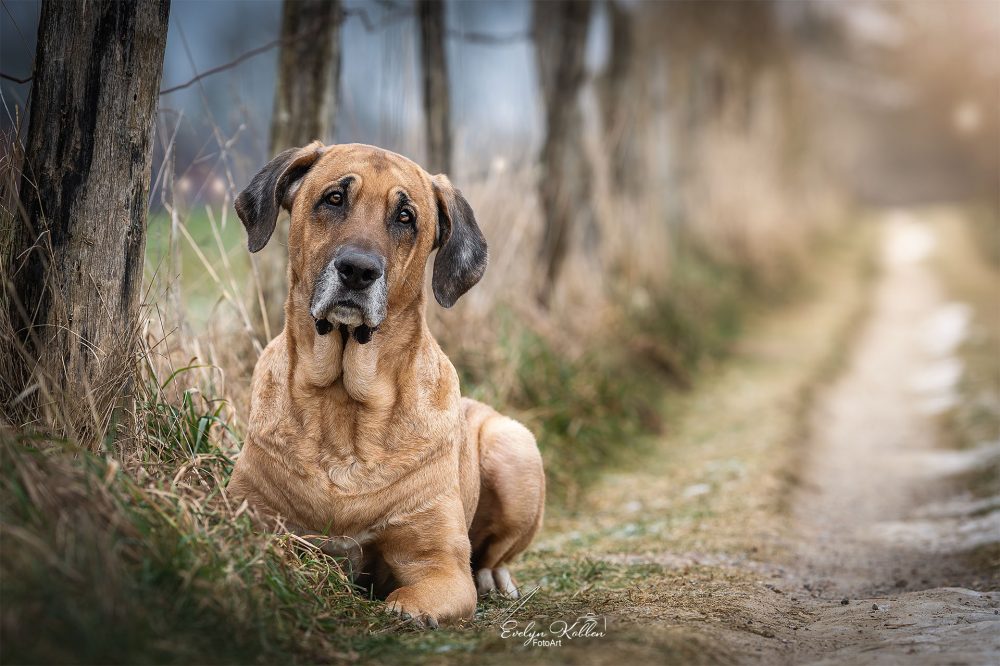 Broholmer Hund in Landschaft