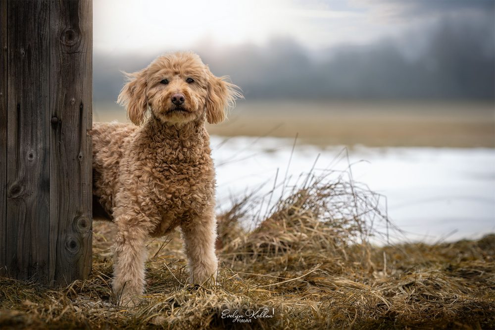 hundefotografie-hundefotos-tierfotograf-evelyn-kobben-fotoart-280