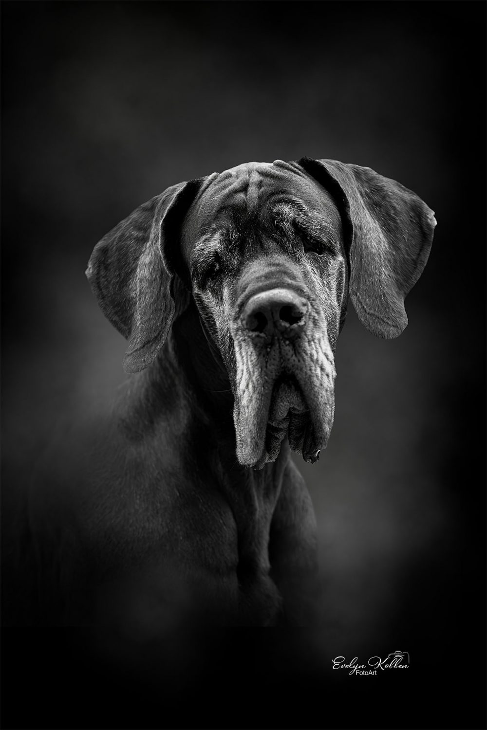 hundefotografie-hundefotos-tierfotograf-evelyn-kobben-fotoart-281